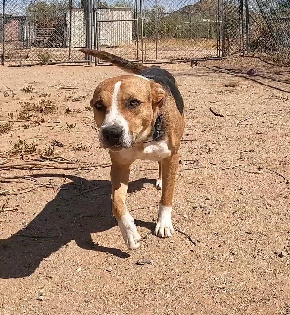 Enlarge Rhea, a Adoptable Foxhound in Queen Creek, AZ image 1/3
