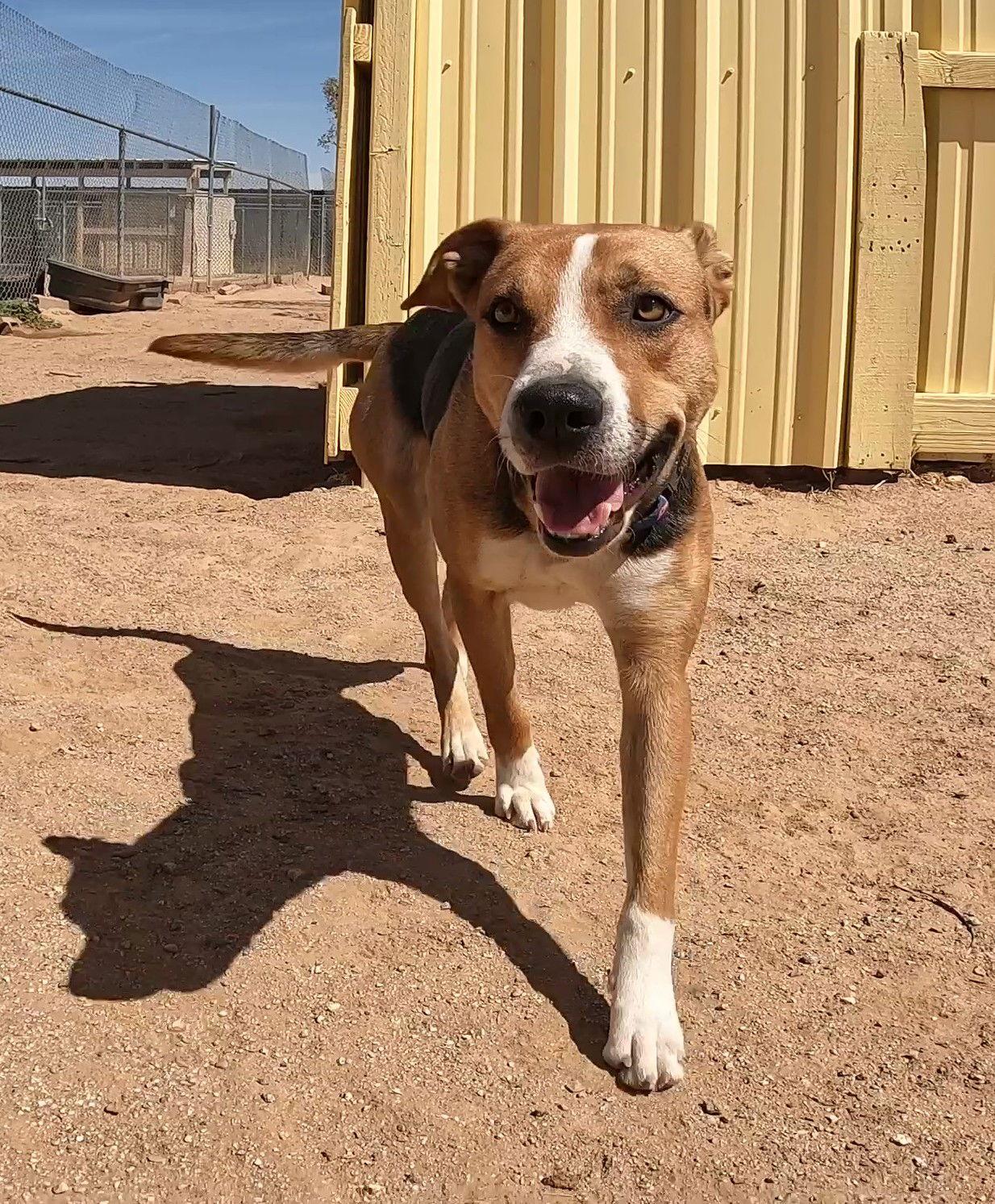 Enlarge Rhea, a Adoptable Foxhound in Queen Creek, AZ image 2/3