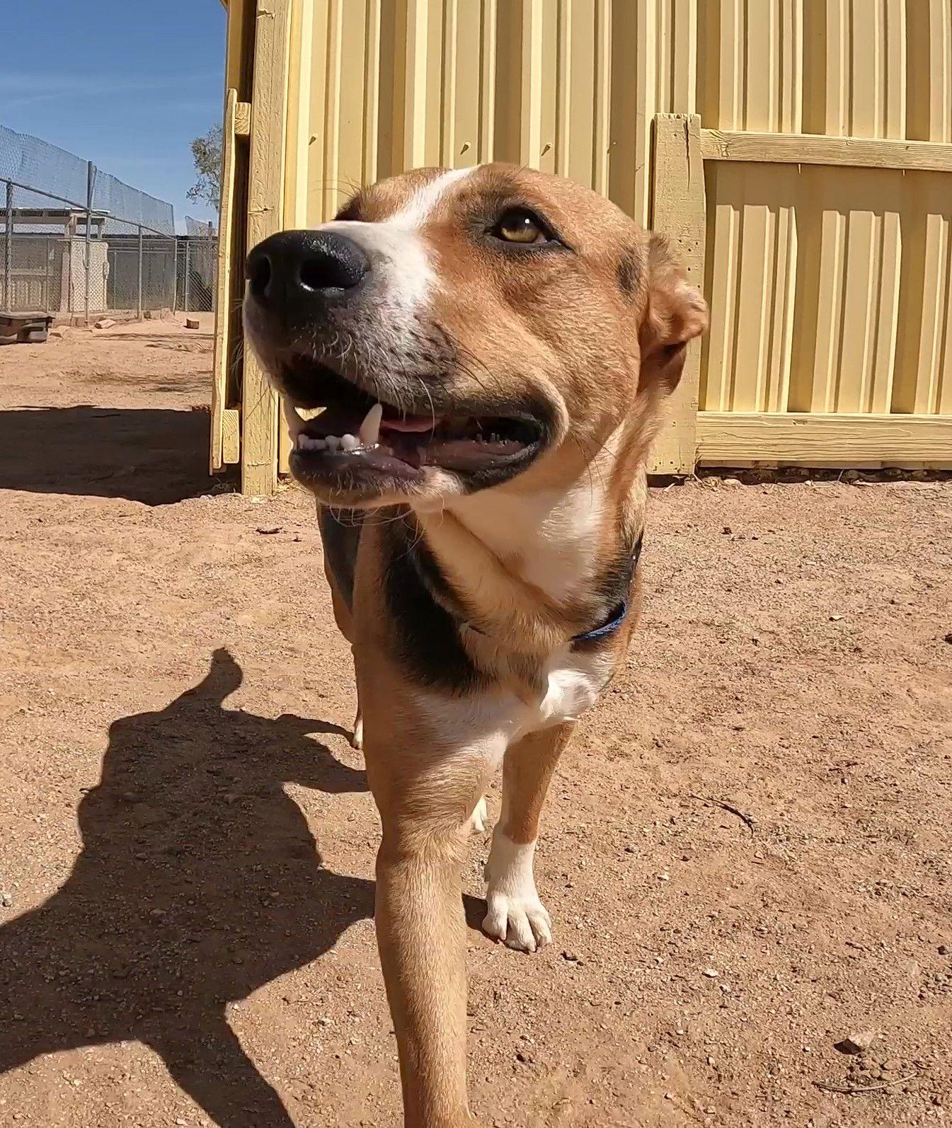 Enlarge Rhea, a Adoptable Foxhound in Queen Creek, AZ image 3/3