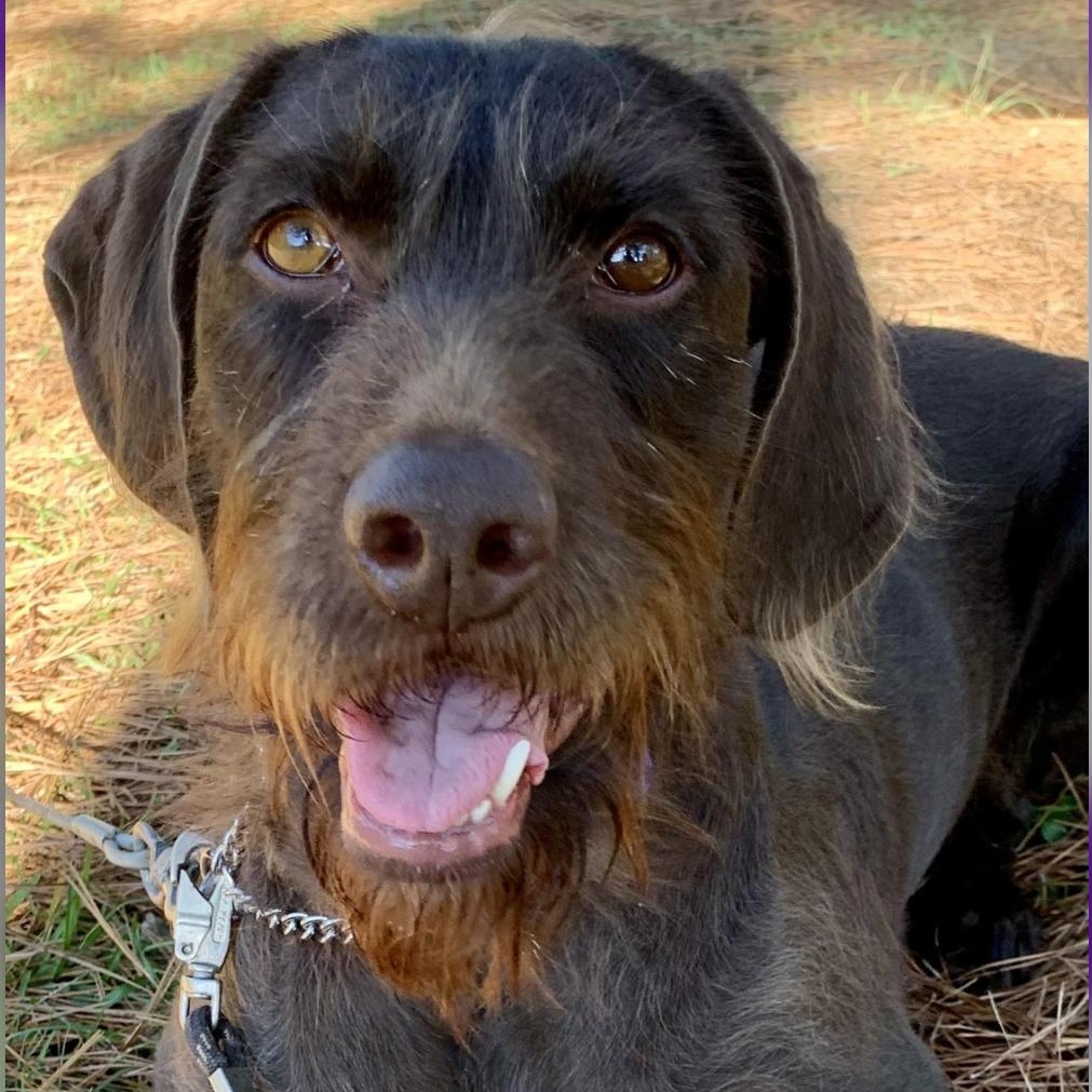 Cornelia, a Adoptable mixed breed in Warwick, RI image 3/6