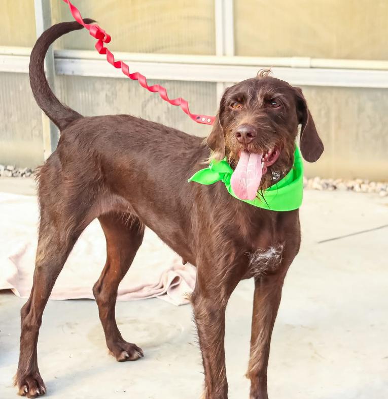 Cornelia, Adoptable, Adult Female German Longhaired Pointer.