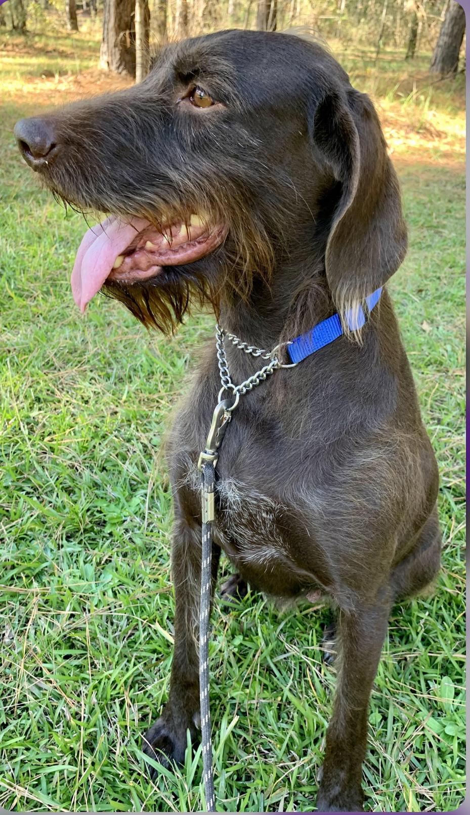 Cornelia, a Adoptable mixed breed in Warwick, RI image 5/6