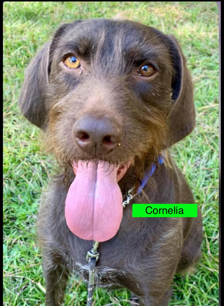 Cornelia, a Adoptable mixed breed in Warwick, RI image 2/6