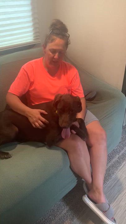 Enlarge Cornelia, a Adoptable mixed breed in Warwick, RI video 4/6