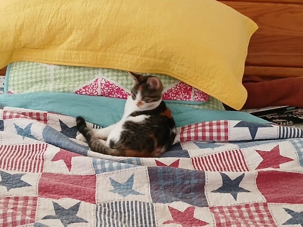 CJ, Adoptable, Kitten Female Domestic Short Hair.