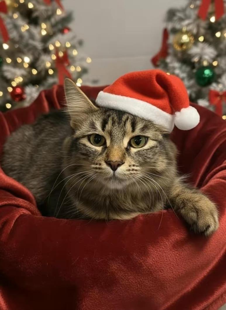 Enlarge MARZIPAN, a Adoptable Domestic Medium Hair in Clinton Township, MI image 1/1