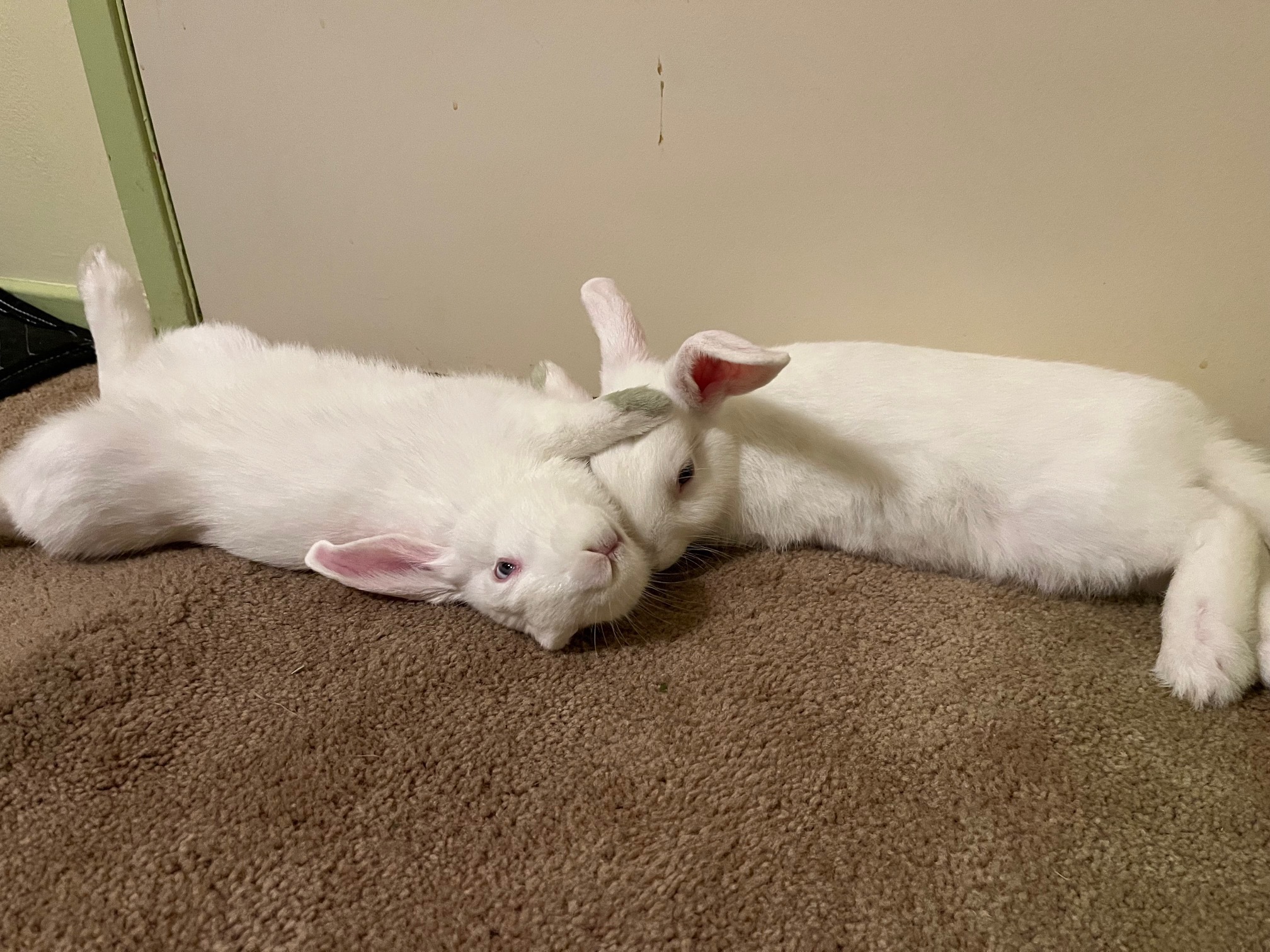 Vinnie & Paulie photo 3