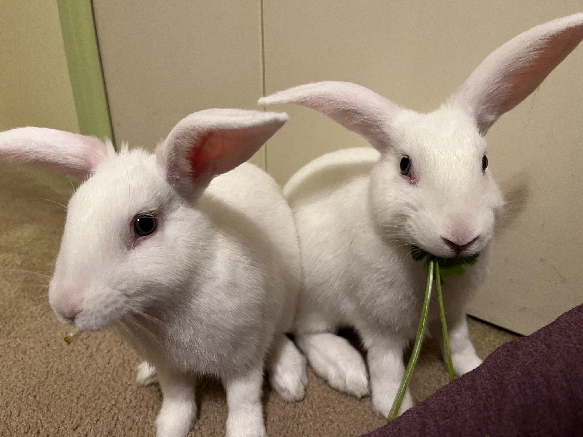 Vinnie & Paulie photo 4