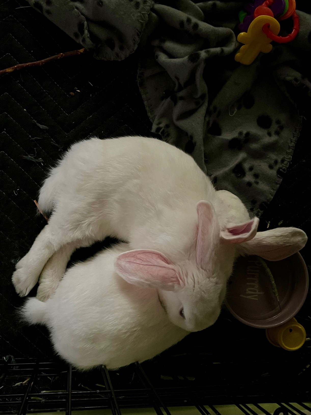 Vinnie & Paulie photo 2