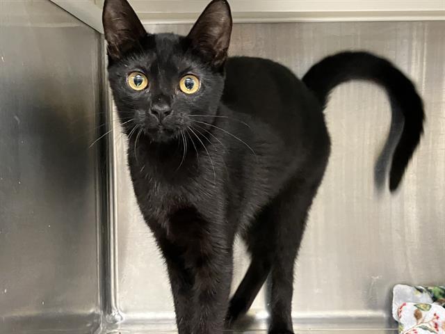 KATY PURRY, Adoptable, Young Female Domestic Short Hair.