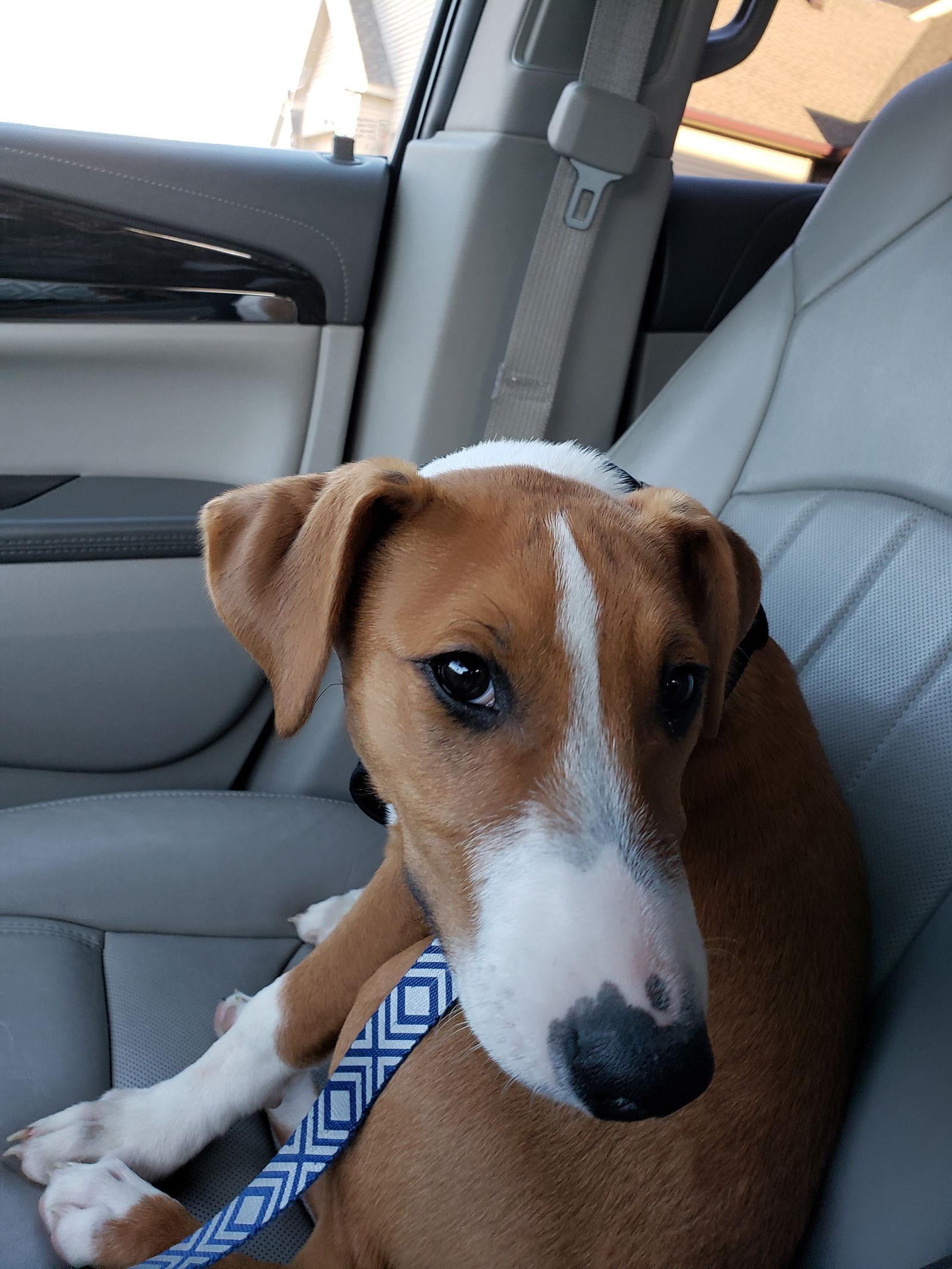 Romance, Adopted, Puppy Male Australian Shepherd & Bull Terrier.