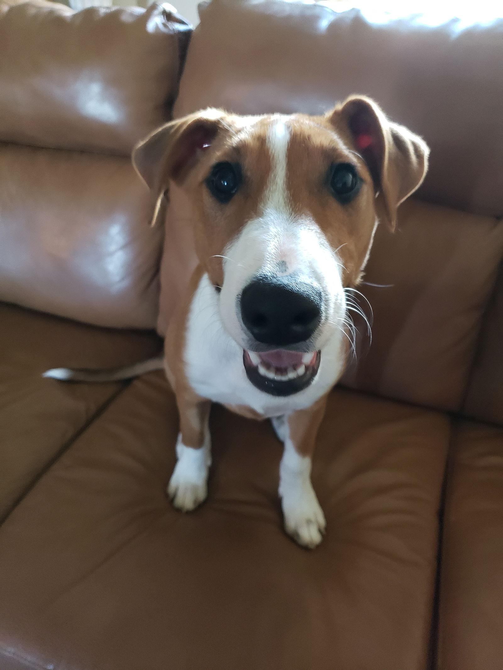 Romance, a Adopted mixed breed in Bloomington, IL image 2/2