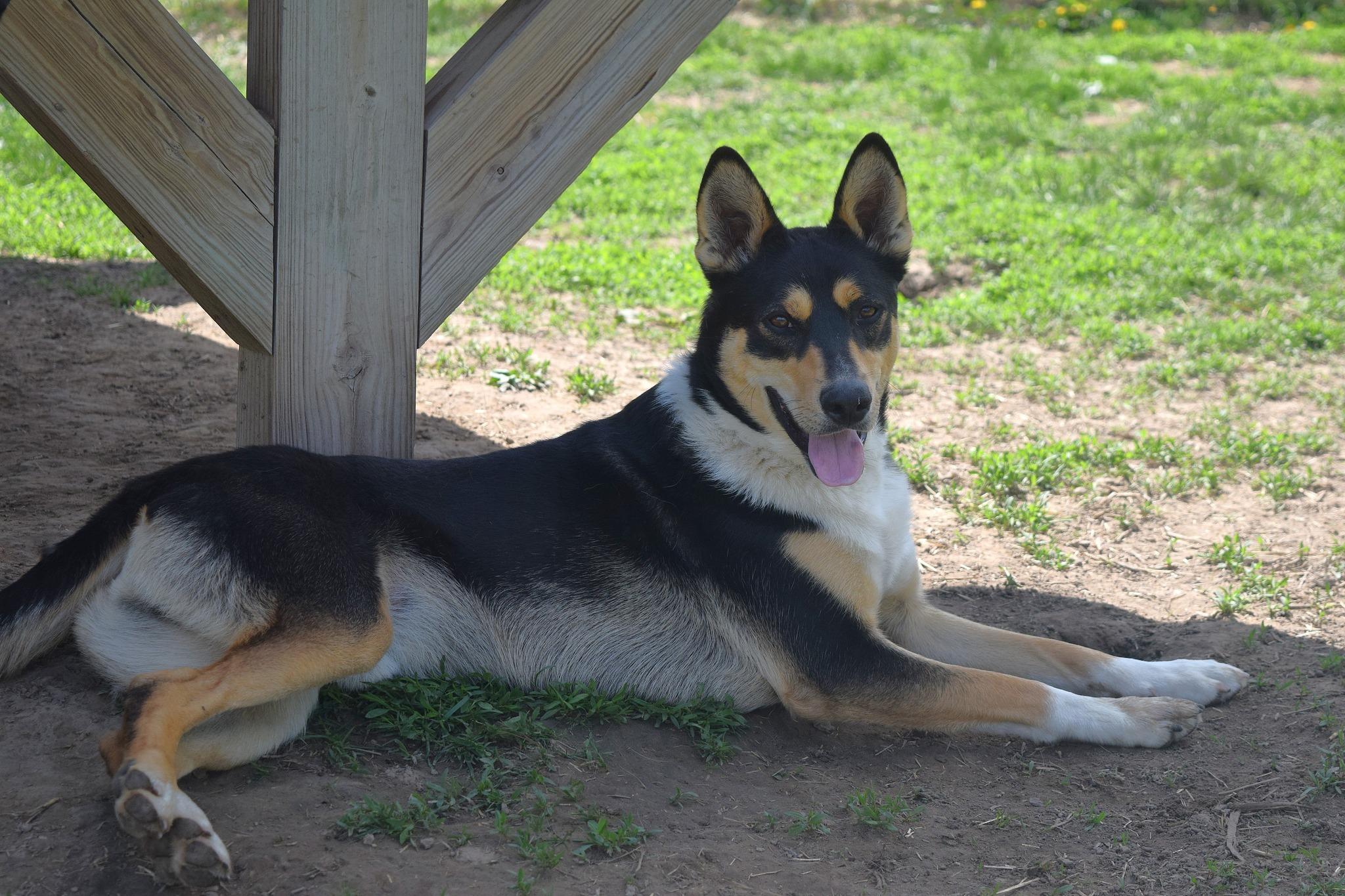 Ozzy, a Adopted mixed breed in Tomah, WI image 1/5