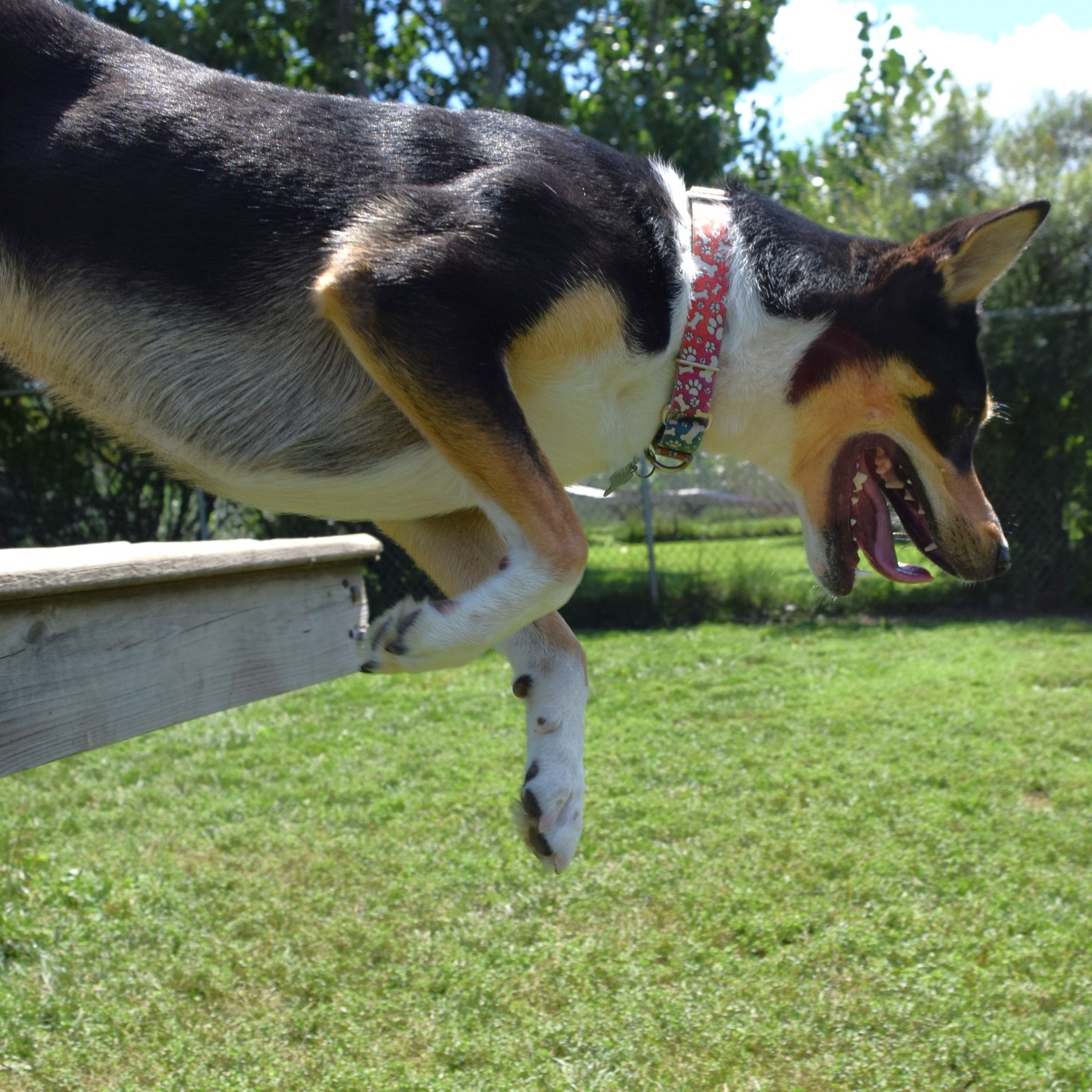 Ozzy, a Adopted mixed breed in Tomah, WI image 4/5