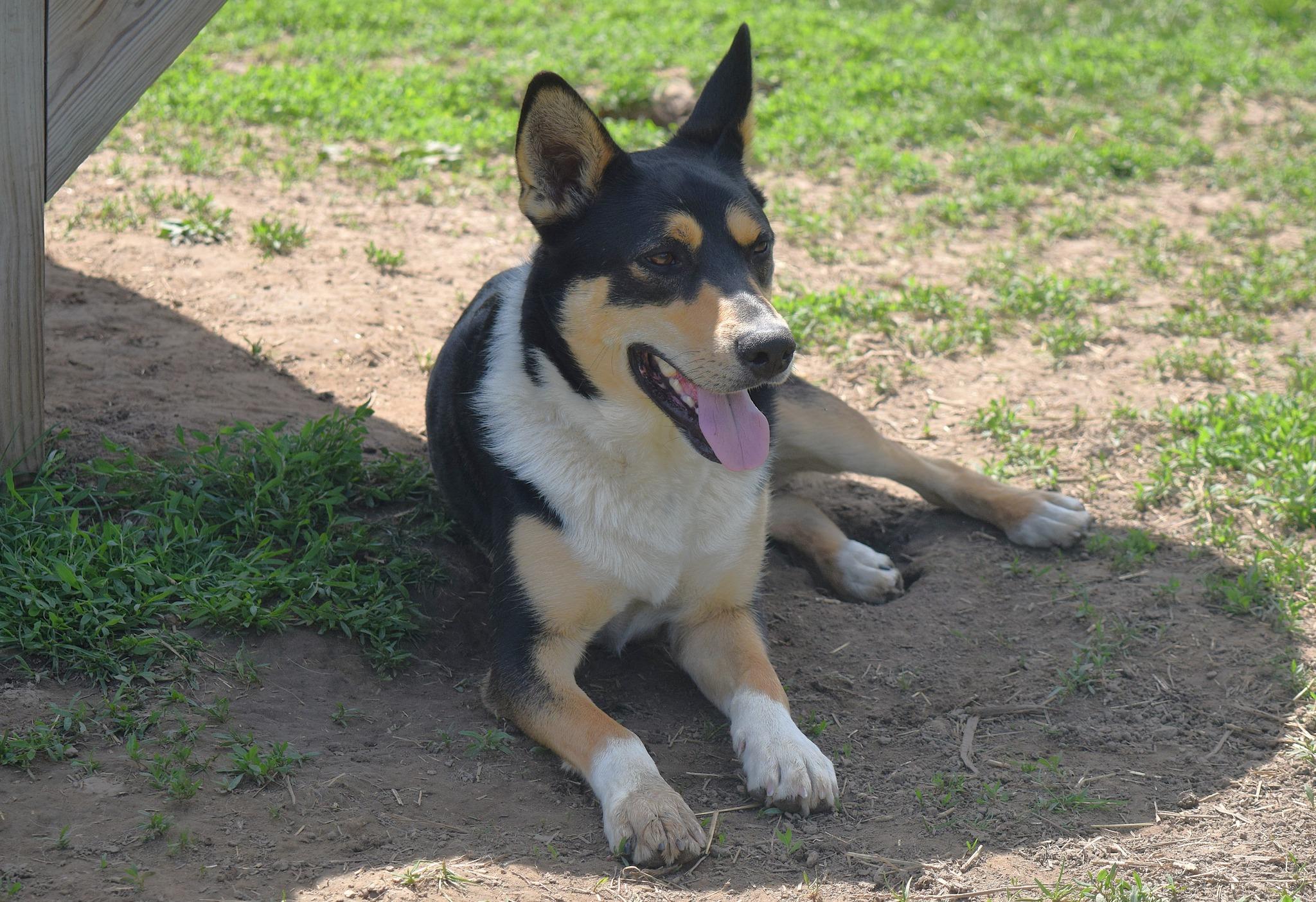 Ozzy, a Adopted mixed breed in Tomah, WI image 5/5