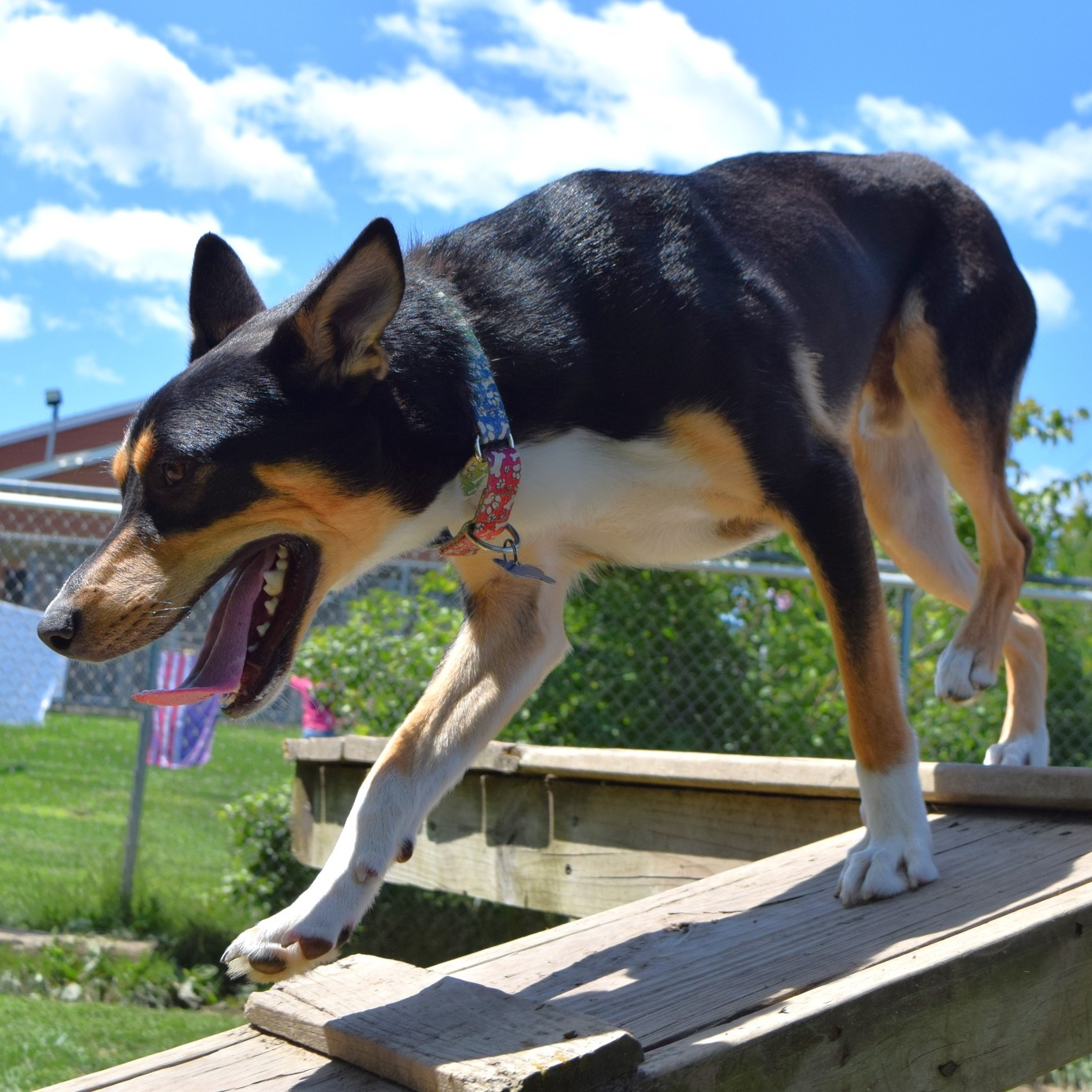 Ozzy, a Adopted mixed breed in Tomah, WI image 3/5