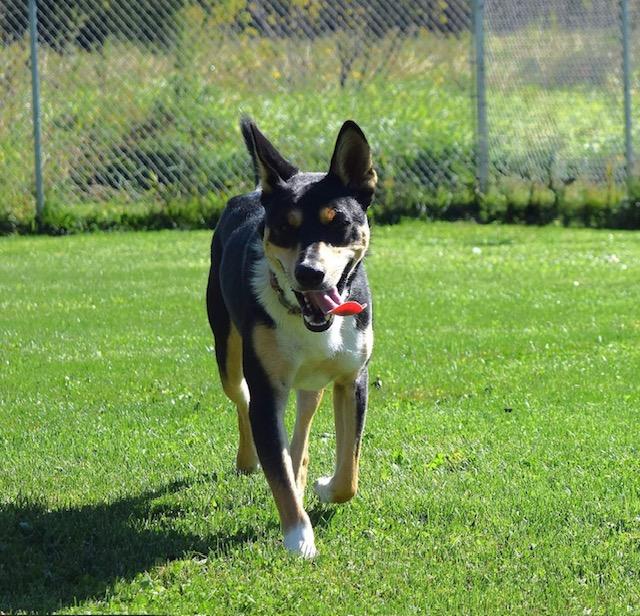 Ozzy, a Adopted mixed breed in Tomah, WI image 2/5