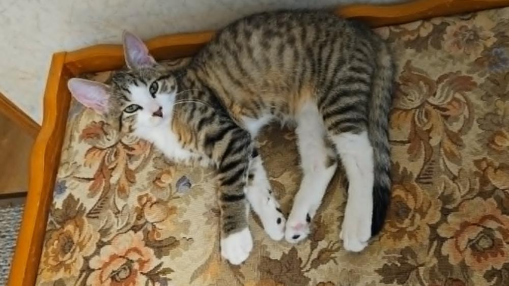 Stripes, Adoptable, Kitten Male Domestic Short Hair.