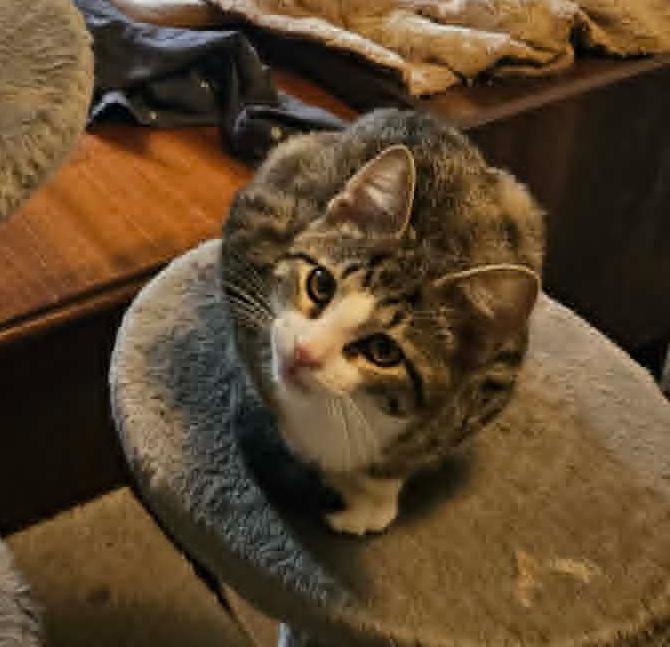 Enlarge Stripes, a Adoptable mixed breed in South Bend, IN image 2/3