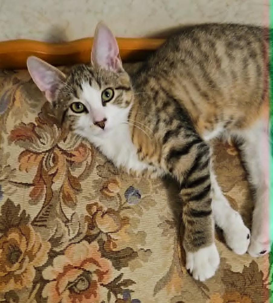 Enlarge Stripes, a Adoptable mixed breed in South Bend, IN image 3/3