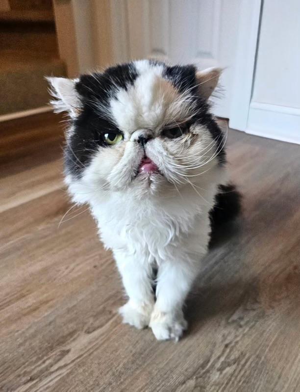 Morrie, adopted, Senior Male Persian.