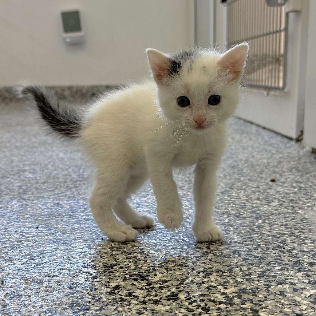 Shimmer, Adoptable, Kitten Female Domestic Short Hair.