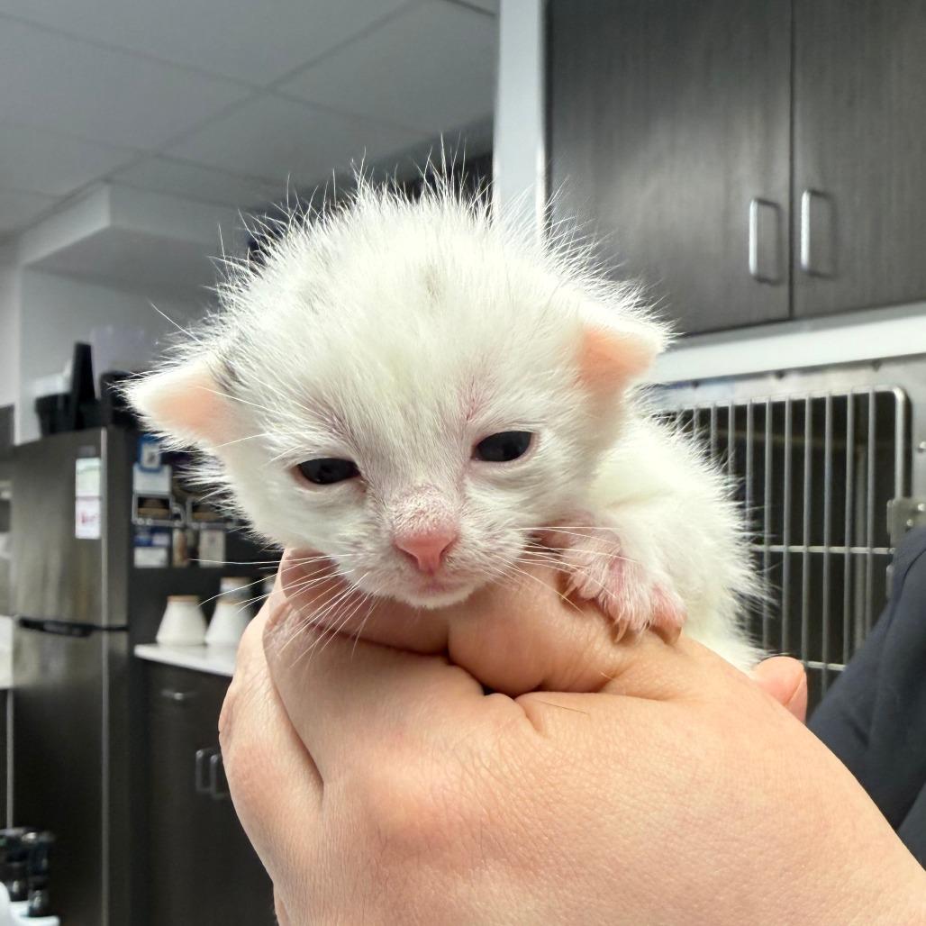 Enlarge Shimmer, a Adoptable Domestic Short Hair in St. Louis, MO image 2/5