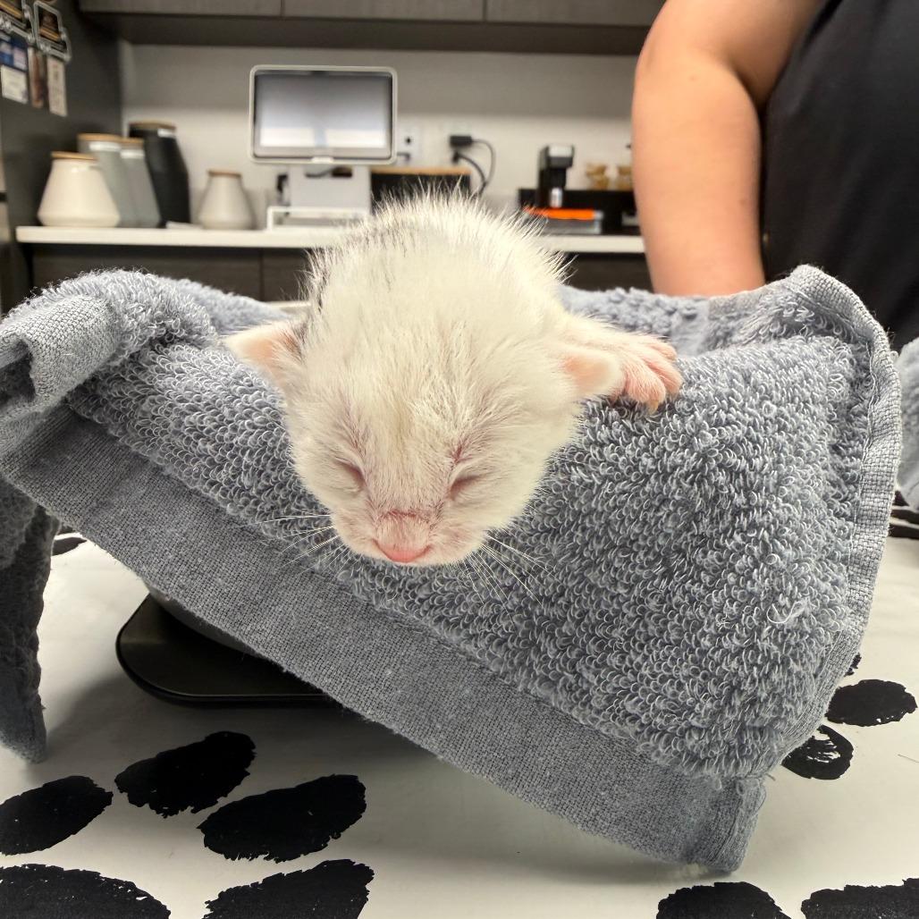 Enlarge Shimmer, a Adoptable Domestic Short Hair in St. Louis, MO image 3/5