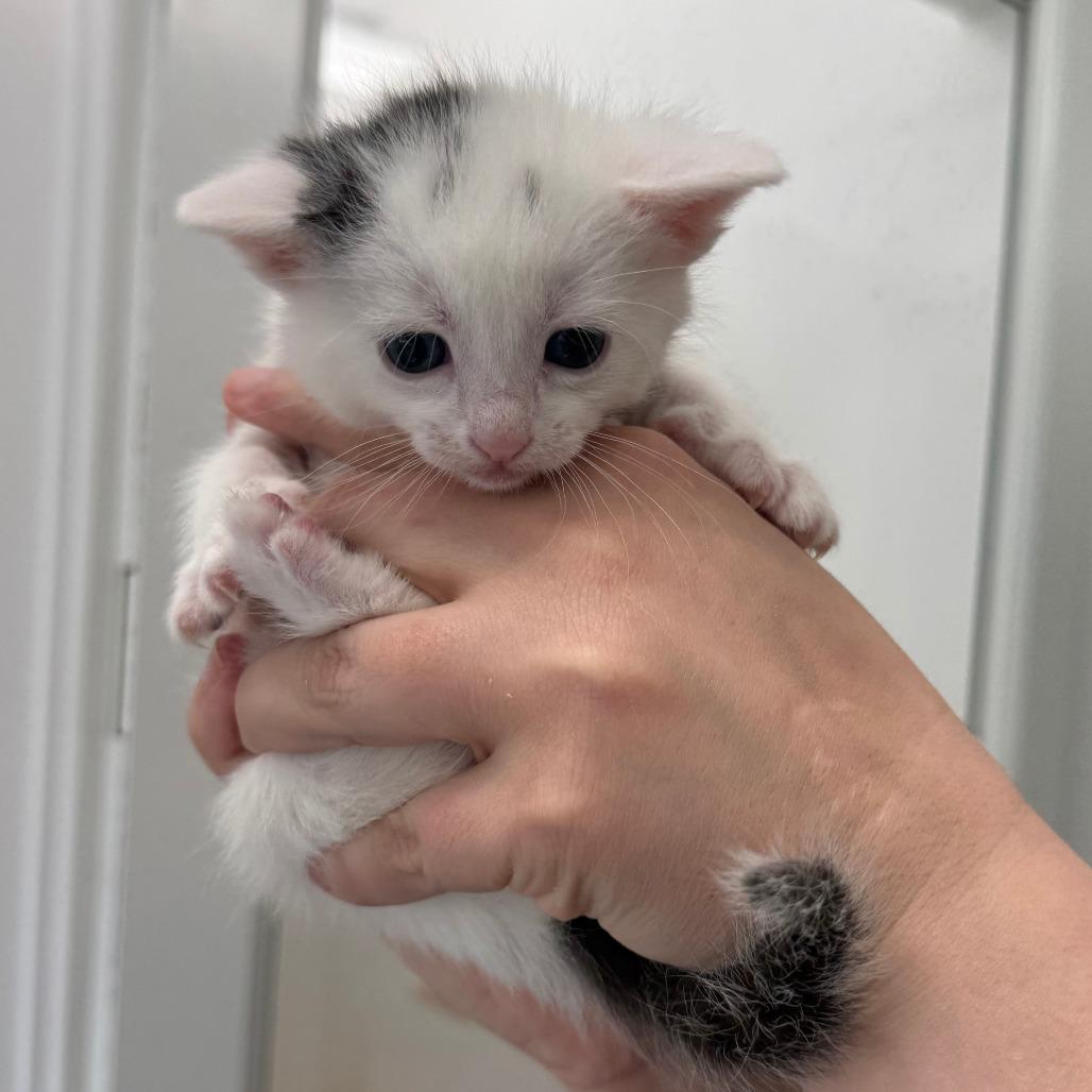 Enlarge Shimmer, a Adoptable Domestic Short Hair in St. Louis, MO image 4/5