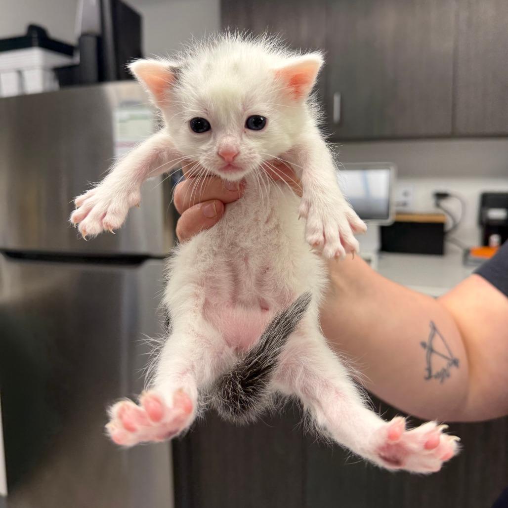 Enlarge Shimmer, a Adoptable Domestic Short Hair in St. Louis, MO image 5/5