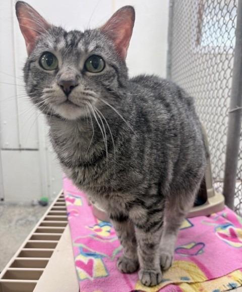Momo, Adoptable, Adult Female Domestic Short Hair.