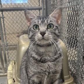 Enlarge Momo, a Adoptable mixed breed in Ogdensburg, NY image 1/1