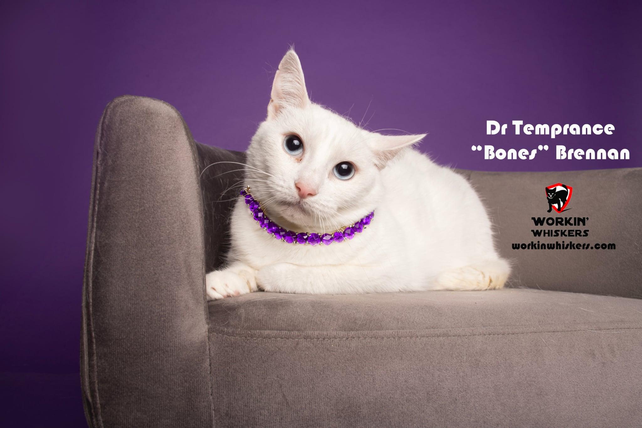 Enlarge DR TEMPERANCE "BONES" BRENNAN, a Adoptable mixed breed in HEMET, CA image 1/2