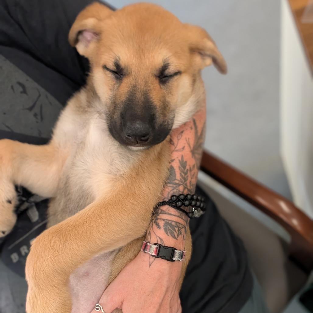 Sienna, Adoptable, Puppy Female German Shepherd Dog.