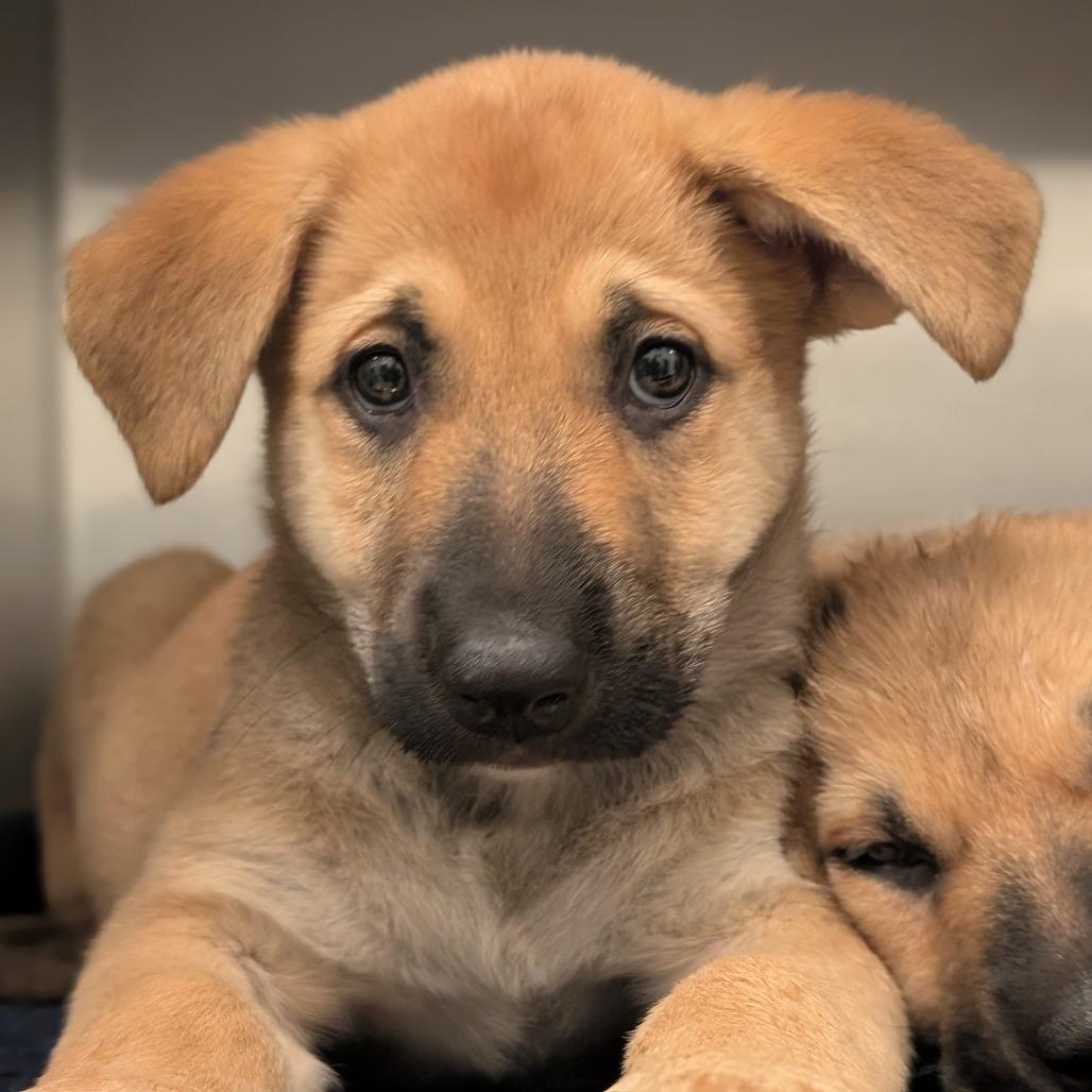 Enlarge Sienna, a Adoptable German Shepherd Dog in Asheville, NC image 2/2