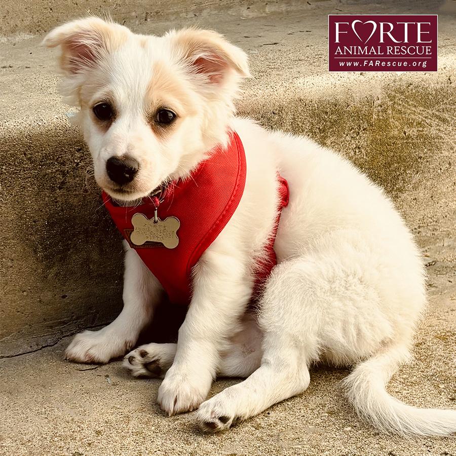 Enlarge Missy, a ADOPTABLE mixed breed in Marina Del Rey, CA image 3/6