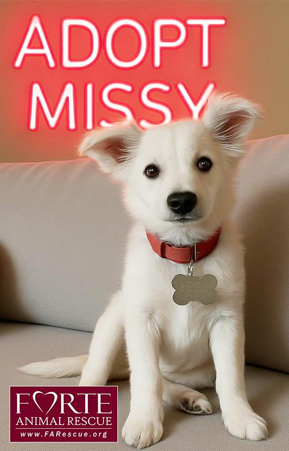Missy, ADOPTABLE, Puppy Female American Eskimo Dog & Spaniel.