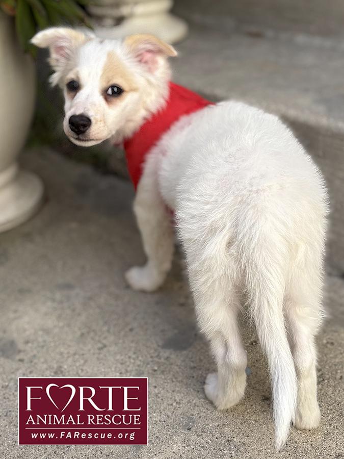 Enlarge Missy, a ADOPTABLE mixed breed in Marina Del Rey, CA image 4/6