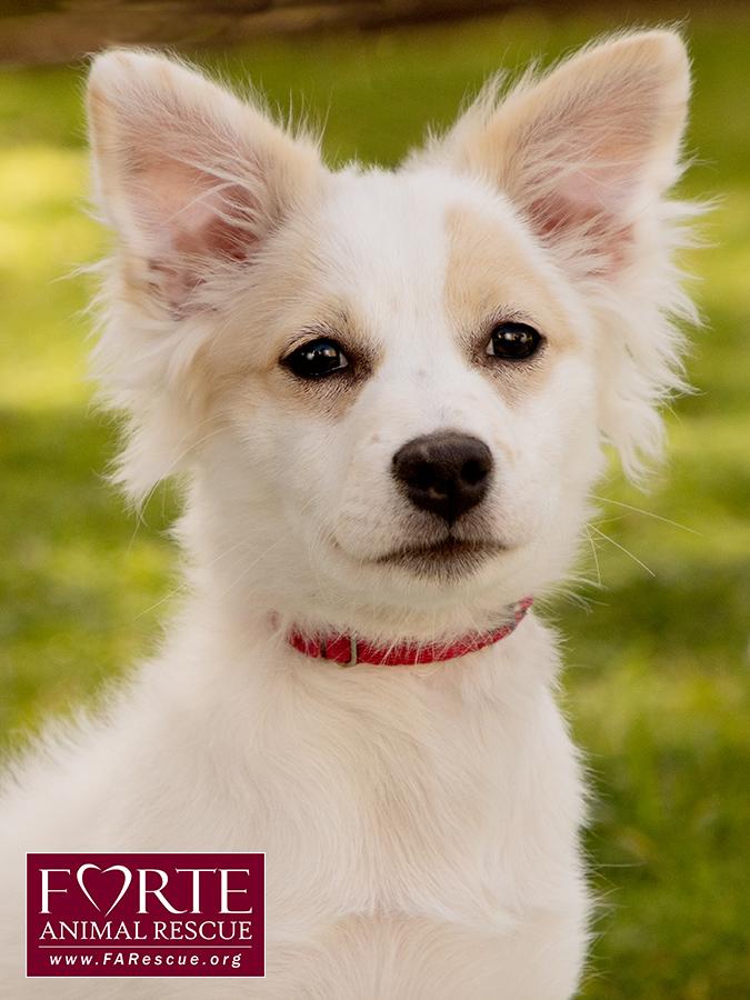 Missy, adopted, Puppy Female American Eskimo Dog & Spaniel.