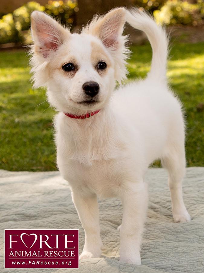 Enlarge Missy, an adopted mixed breed in Marina Del Rey, CA image 2/6