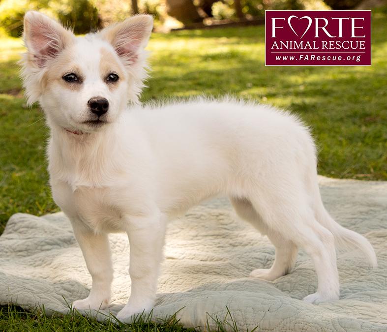 Enlarge Missy, an adopted mixed breed in Marina Del Rey, CA image 3/6