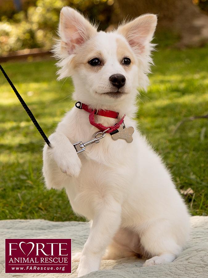Enlarge Missy, an adopted mixed breed in Marina Del Rey, CA image 5/6
