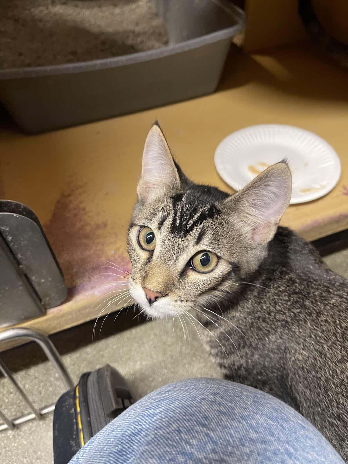 Enlarge Brady, a Adoptable Domestic Short Hair in Covina , CA image 2/4