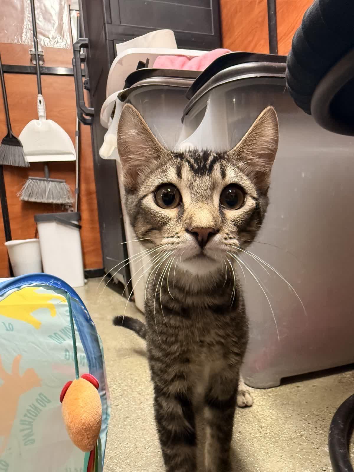 Enlarge Brady, a Adoptable Domestic Short Hair in Covina , CA image 1/4
