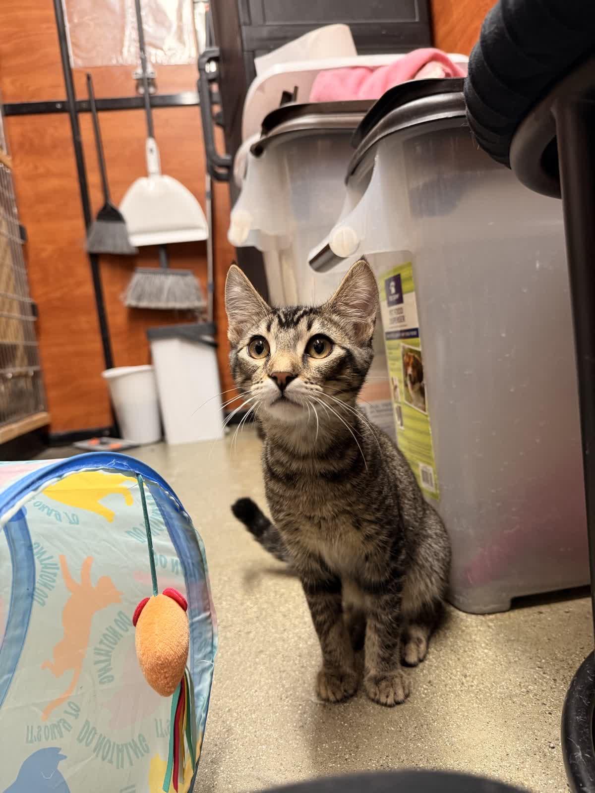 Enlarge Brady, a Adoptable Domestic Short Hair in Covina , CA image 3/4