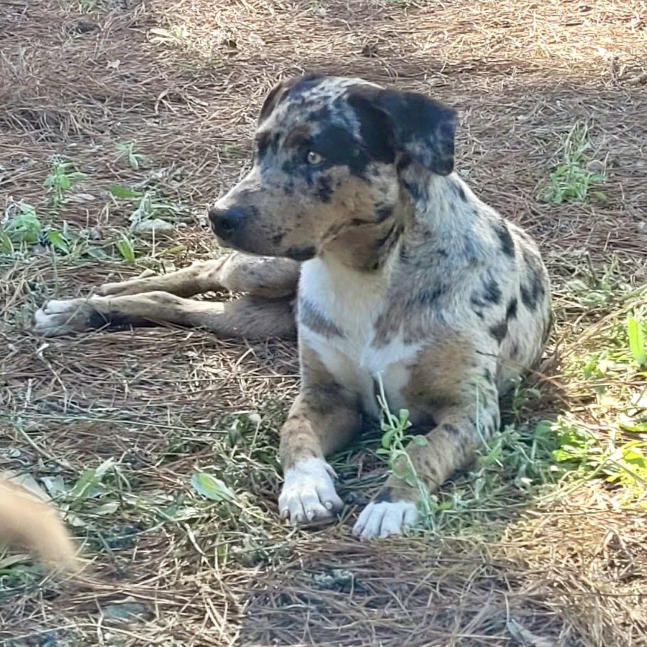 Enlarge Gunner, an adopted mixed breed in Parker, CO image 3/3