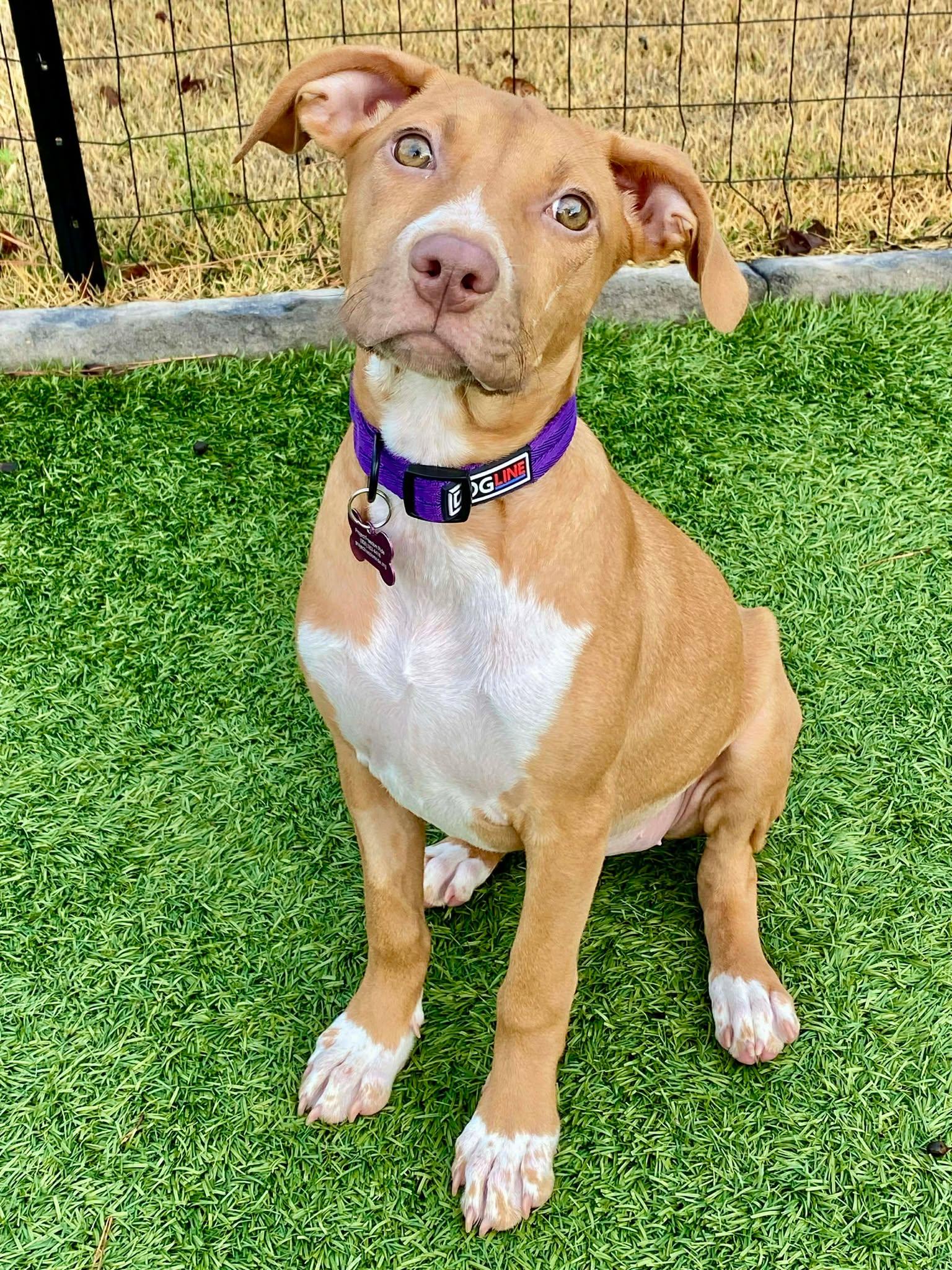 Enlarge TOFFEE, a Adoptable mixed breed in Vancouver, BC image 3/6