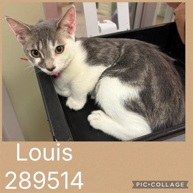 Enlarge LOUIS, a Adoptable Domestic Short Hair in Macon, GA image 1/1