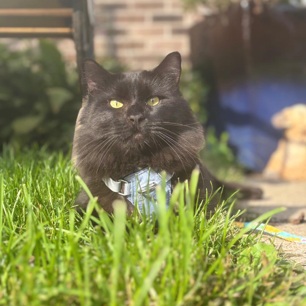 Manchester, Adoptable, Senior Male Domestic Long Hair.