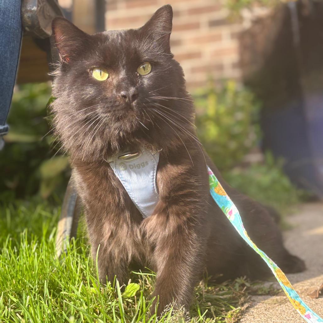 Enlarge Manchester, a Adoptable Domestic Long Hair in Marshalltown, IA image 2/5